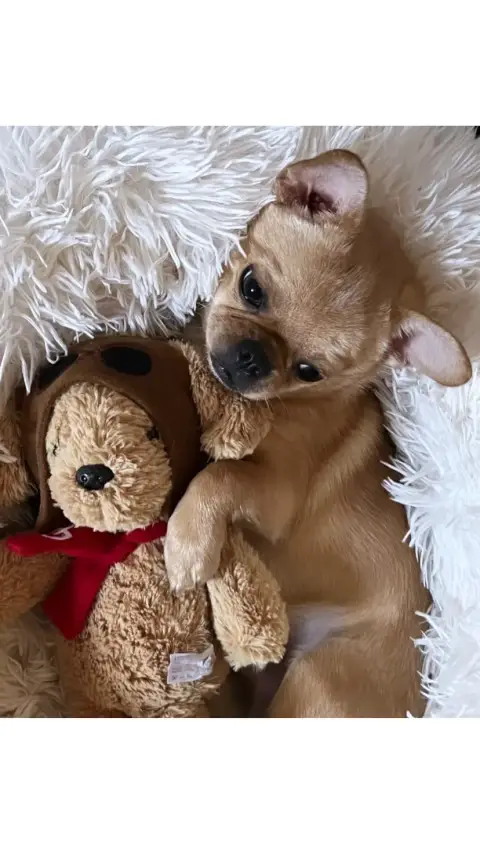 Don chihuahua photo 2