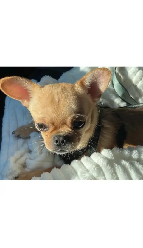 Don chihuahua