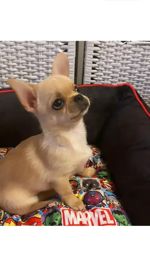 Don chihuahua photo 3