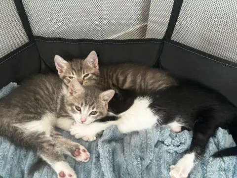 🐱 Chatons à donner – disponibles début mai photo 2