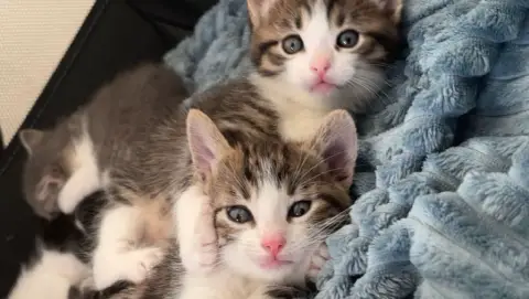 🐱 Chatons à donner – disponibles début mai