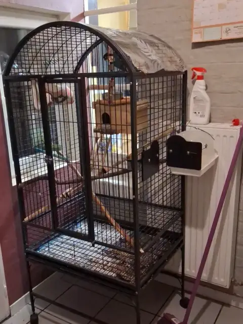 Couples conure eam sé photo 2