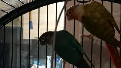 Couples conure eam séxé ADN avec cage