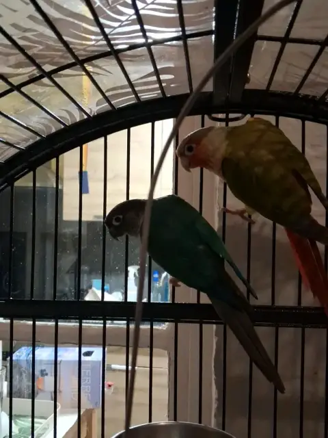 Couples conure eam sé photo 3