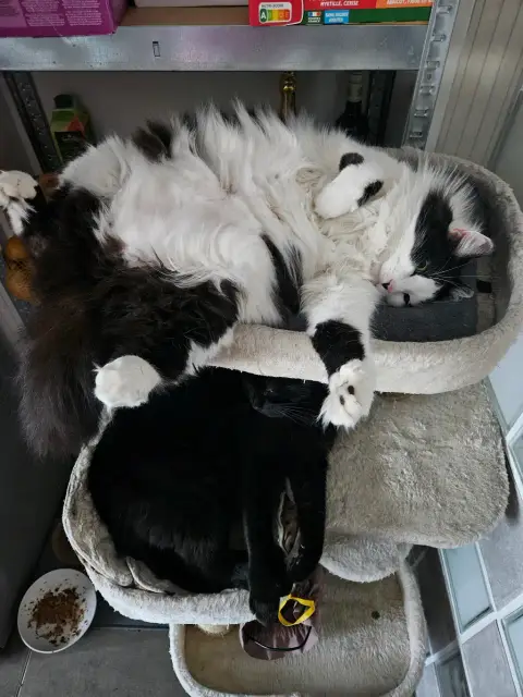 Don de chats photo 3