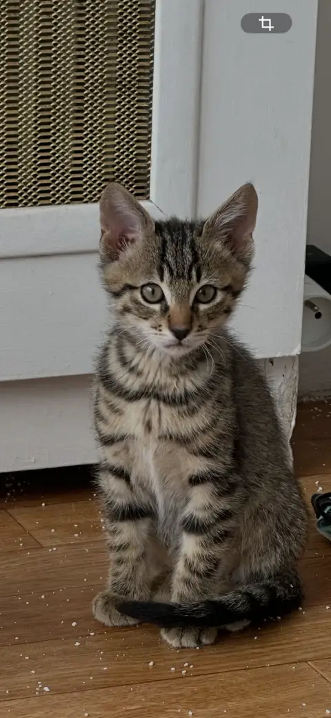 Chaton à adopter