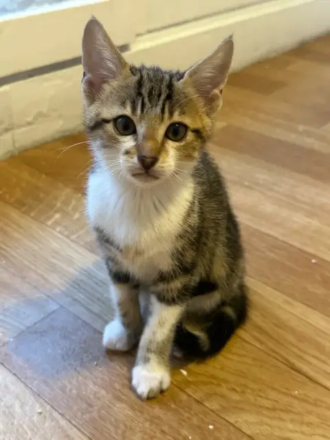 Chaton à adopter photo 2