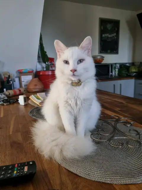 Angora photo 3