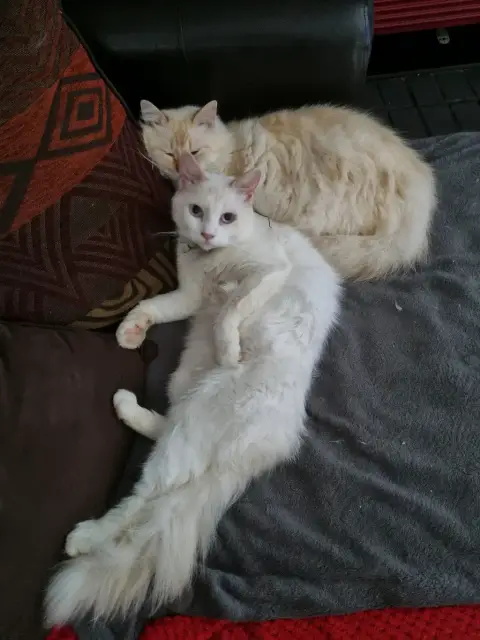 Angora photo 2