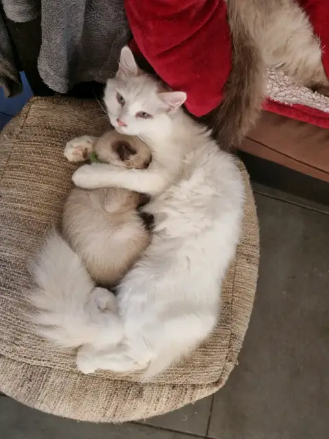 Angora