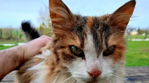 Donne Chat Pucé Vacciné Stérilisé