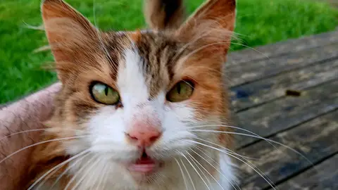 Donne Chat Pucé Vacciné Stérilisé photo 2
