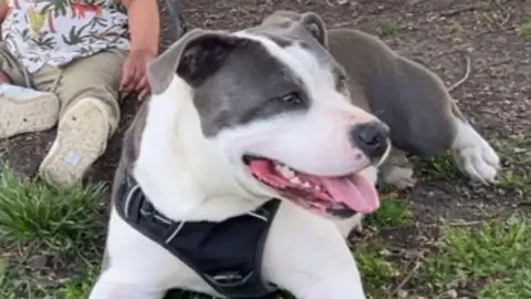 American Staffordshire Terrier
