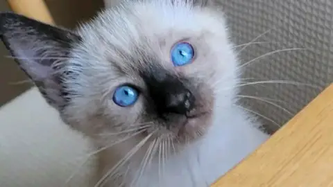 Une chaton mâle et une femelle disponibles