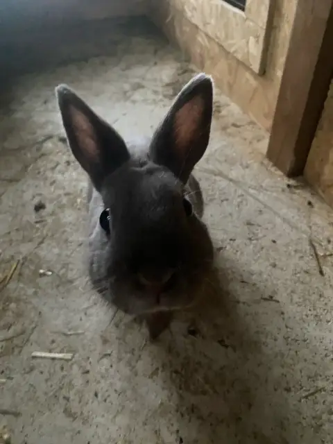 Vente lapin nain photo 2