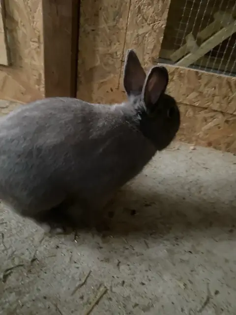 Vente lapin nain photo 3
