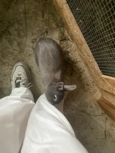 Vente lapin nain photo 4