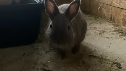 Vente lapin nain