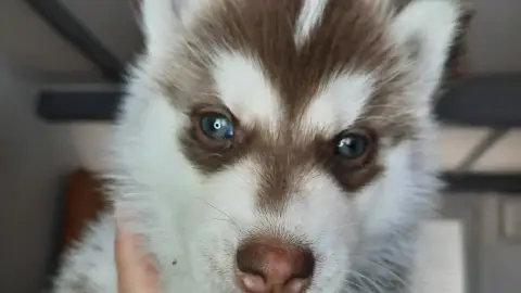 Husky LOF mâle