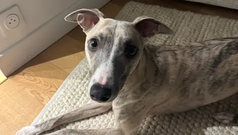 Beautiful Whippet photo 3