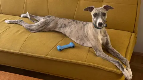 Beautiful Whippet