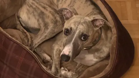 Beautiful Whippet photo 6