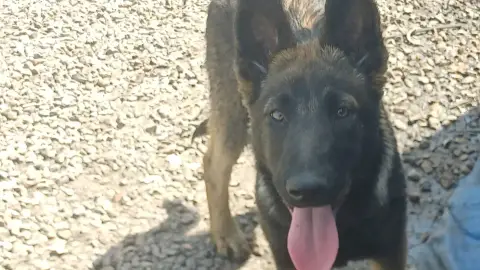 Chiot berger allemand croisé malinois