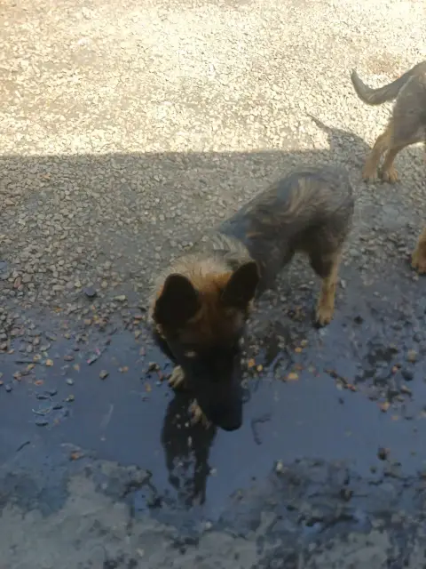 Chiot berger allemand photo 5