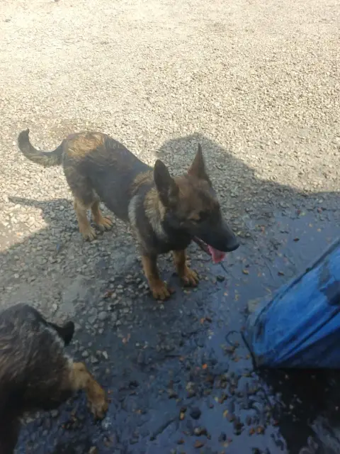Chiot berger allemand photo 3