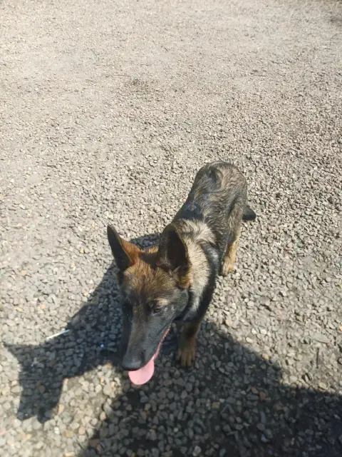 Chiot berger allemand photo 4