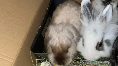 Bébés lapins