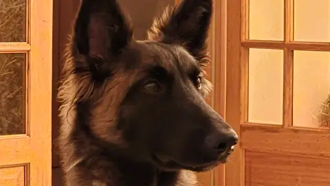 Tervuren
