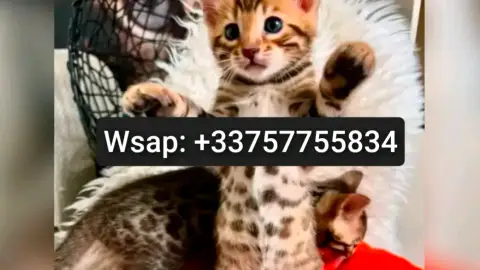 Magnifiques chatons Bengal à donner contre bon soins