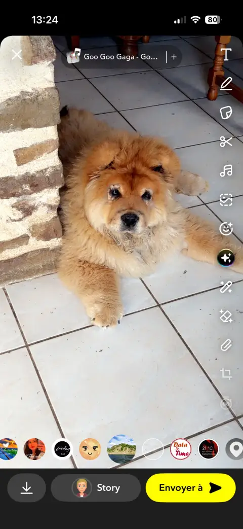 Adorable bébé Chow Chow photo 4