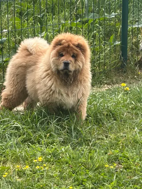 Adorable bébé Chow Chow photo 2