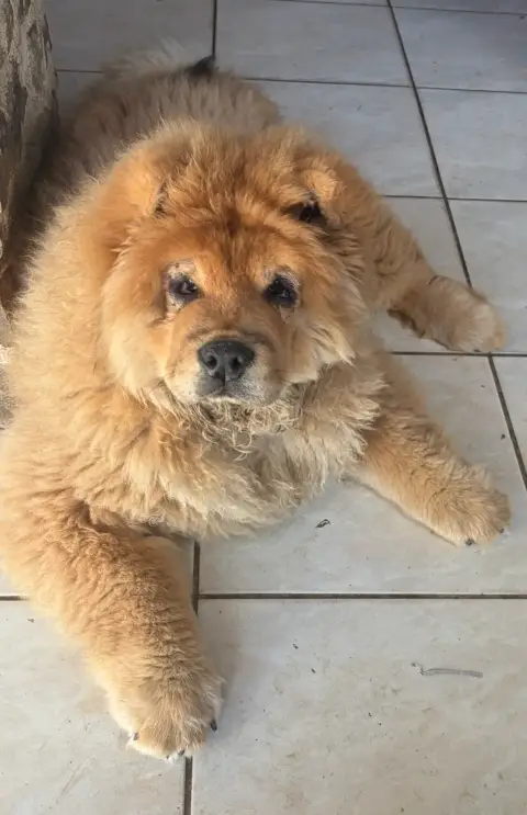 Adorable bébé Chow Chow photo 3