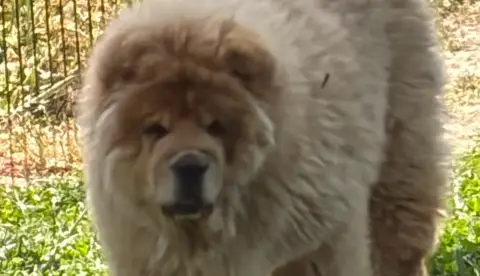 Adorable bébé Chow Chow