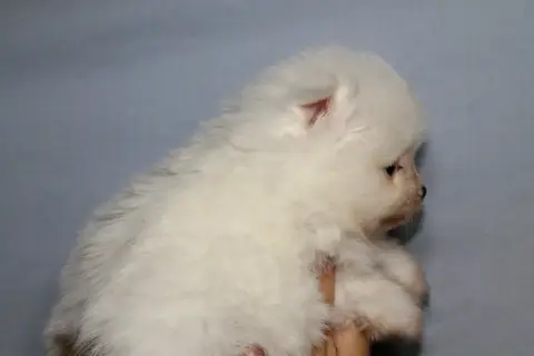 Chiot Spitz photo 3