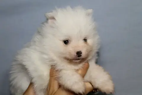 Chiot Spitz photo 4
