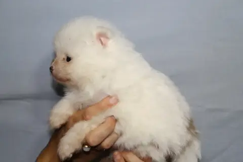 Chiot Spitz photo 2