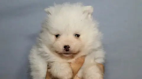 Chiot Spitz