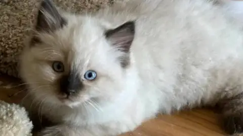 Chatons Ragdoll à donner contre bon soins