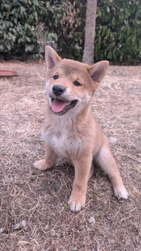 2 chiots mâles Shiba inu Non lof photo 2