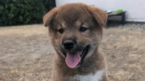 2 chiots mâles Shiba inu Non lof