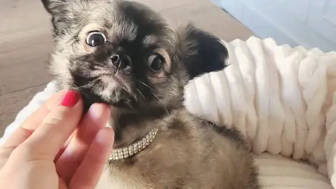 Don mignonne chiot chihuahua