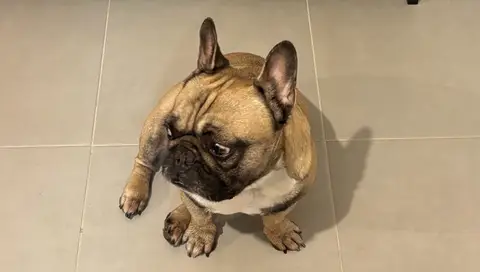 Bouledogue Français