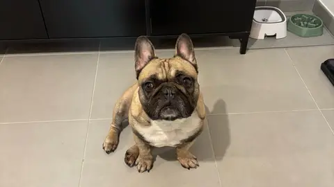 Bouledogue Français photo 4
