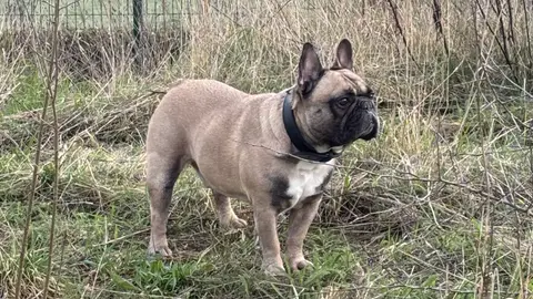 Bouledogue Français photo 2