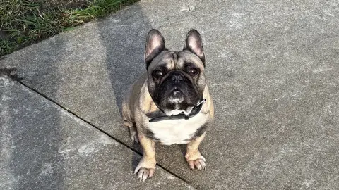 Bouledogue Français photo 3