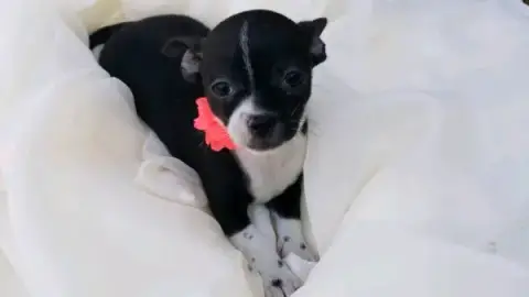 Chihuahua mignonne a donner